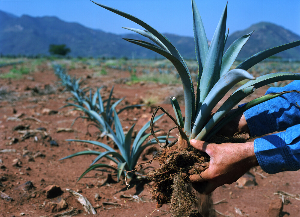 Planta de agave para el tequila