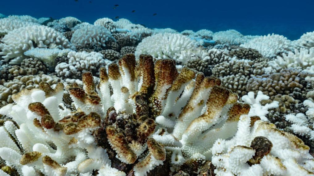 Arrecife de coral