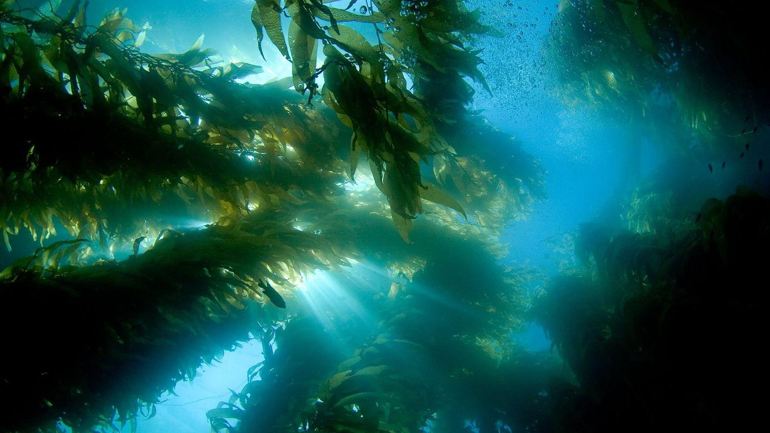 Plantas marinas