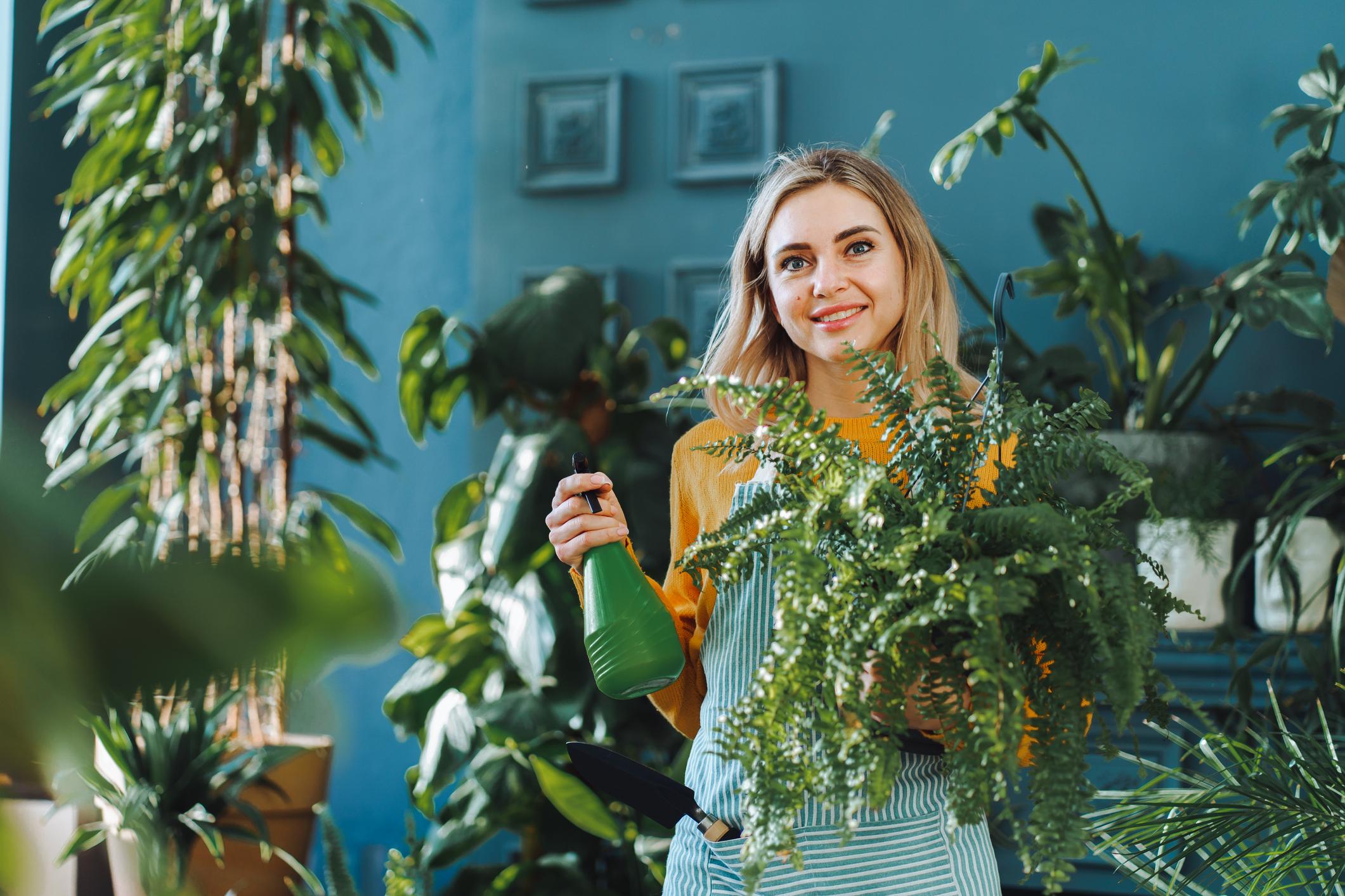 Plantas de interior
