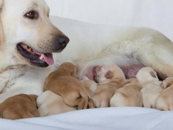 Perros. Mamá perro. Cachorros.