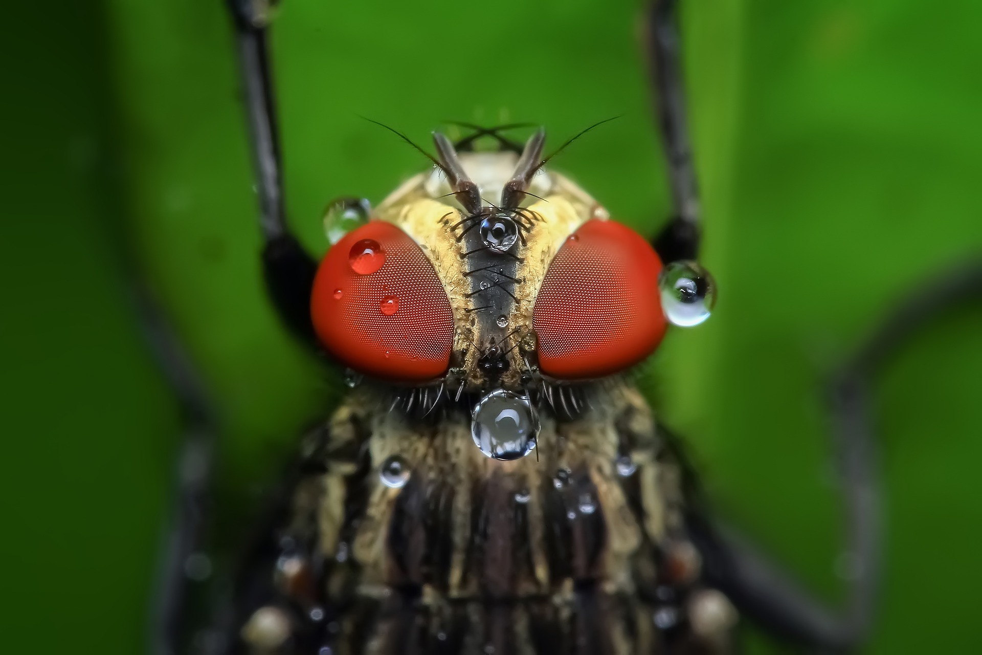 Mosca mirada desde arriba.