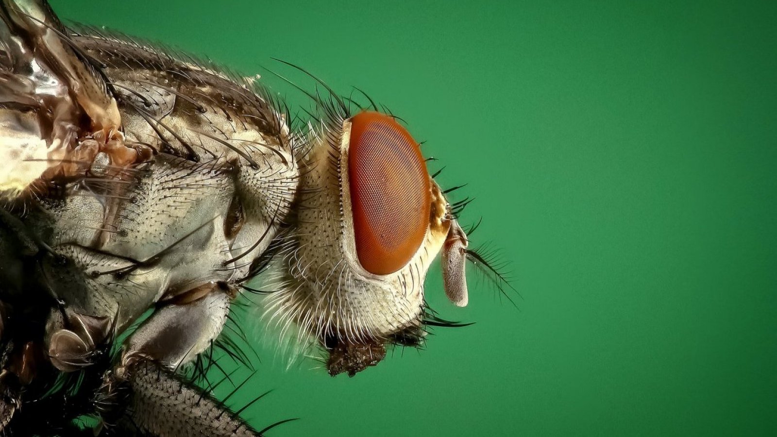 Mosca mirada de lado.