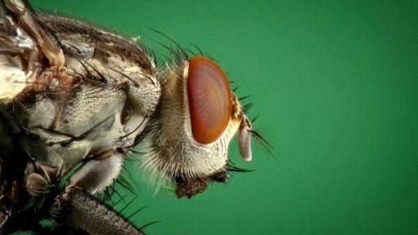 Mosca mirada de lado.