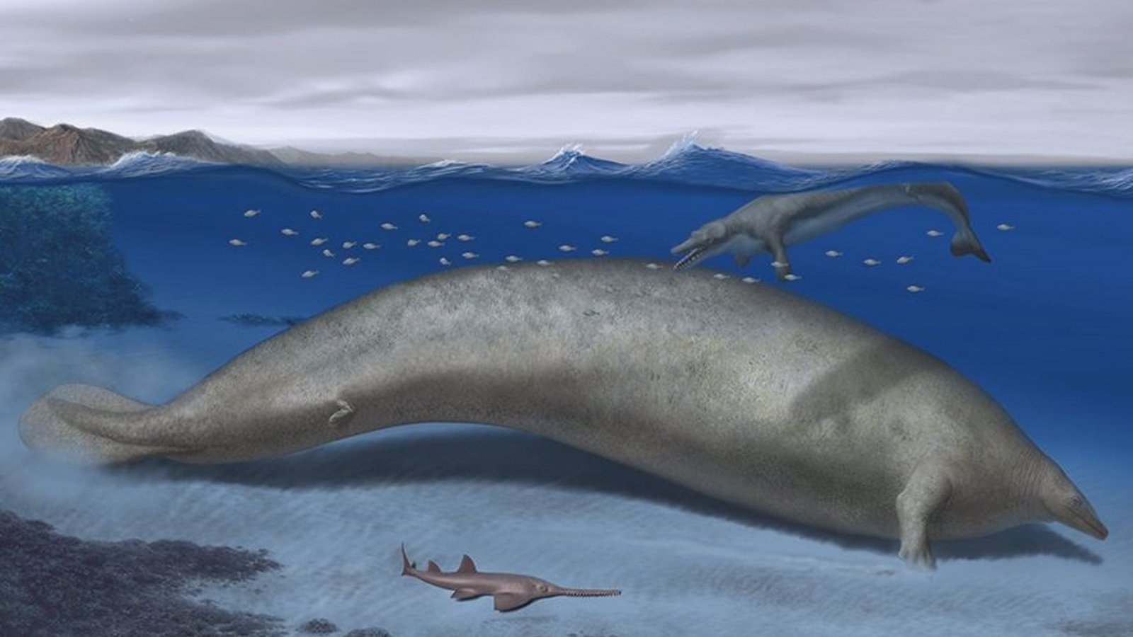 Reconstrucción artística de la ballena Perucetus colossus