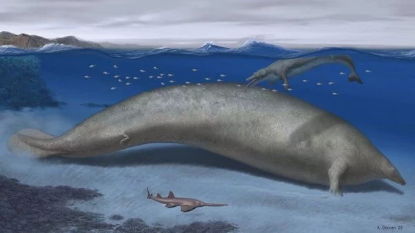 Reconstrucción artística de la ballena Perucetus colossus