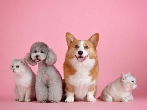 Mascotas. Perros y gatos.