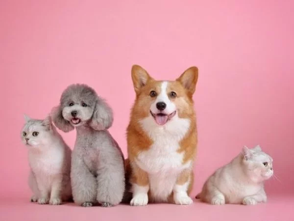 Mascotas. Perros y gatos.