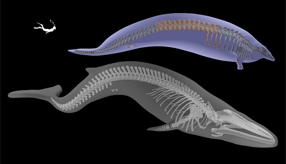Ilustración comparando el tamaño de una ballena azul y un Perucetus 