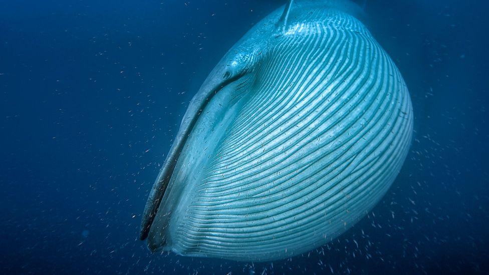Ballena azul.
