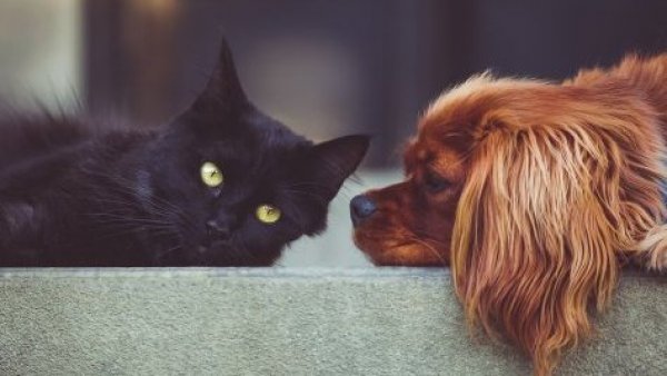 Mascotas. Perros y gatos.