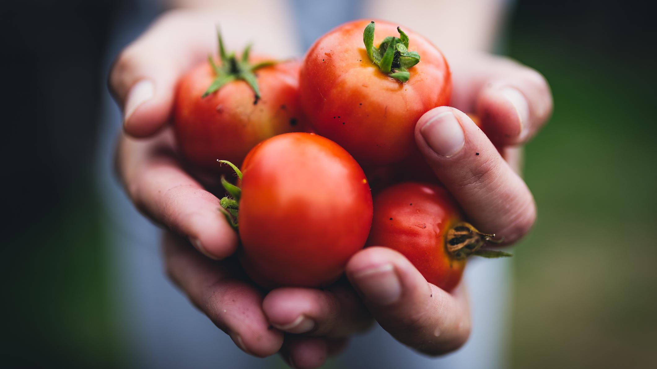 Tomates