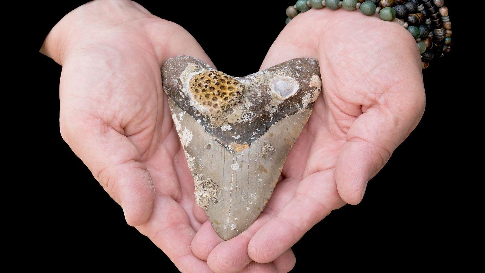 El tamaño de los dientes del tiburón ha generado cierta confusión sobre el tamaño que podría alcanzar esta especie extinta hace mucho tiempo.
