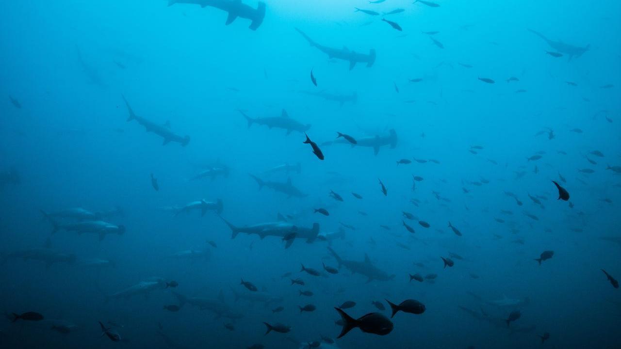 Ahora se considera que los peces son seguros para comer