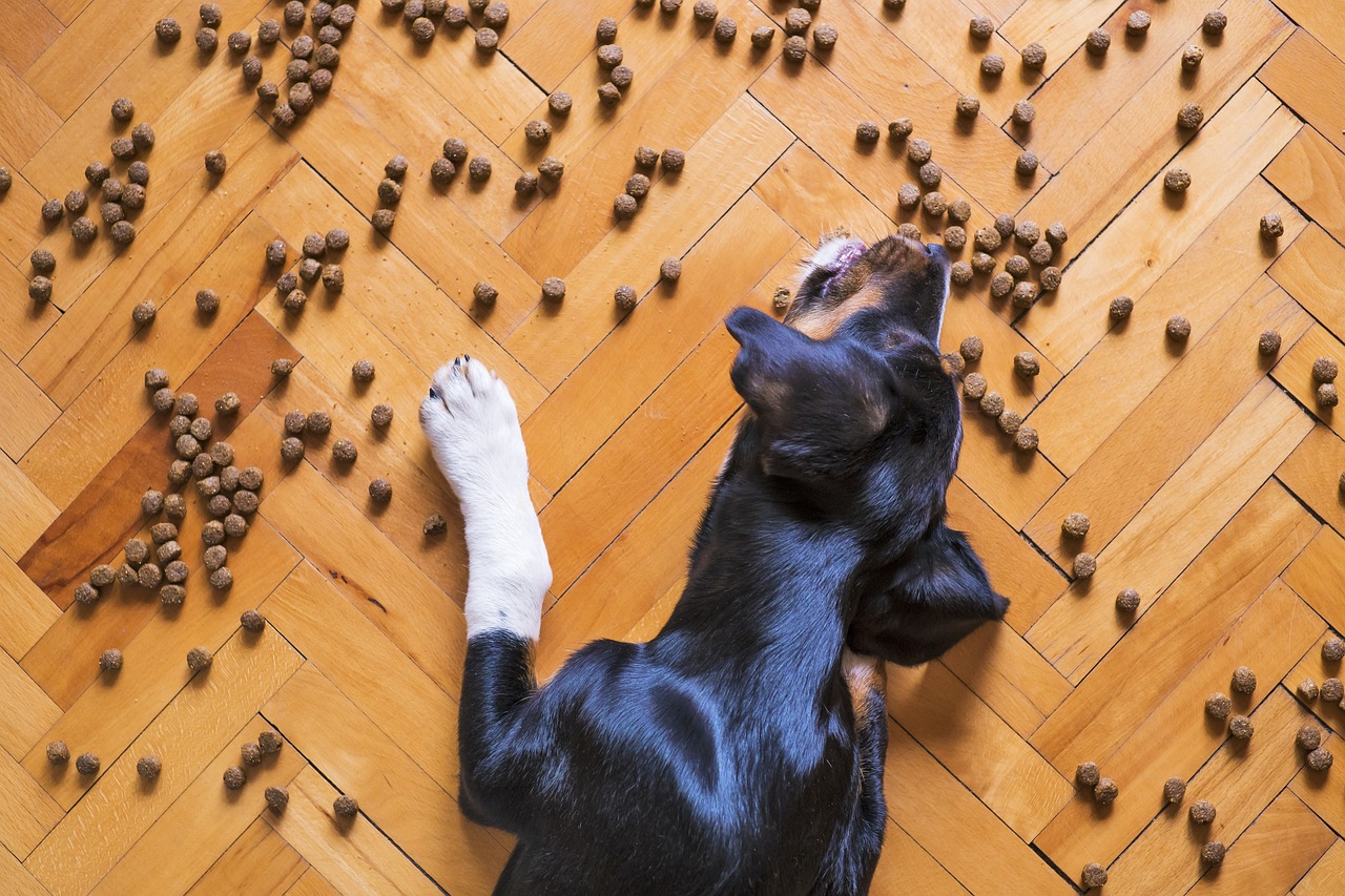 Mascotas. Perro con comida en el suelo. 