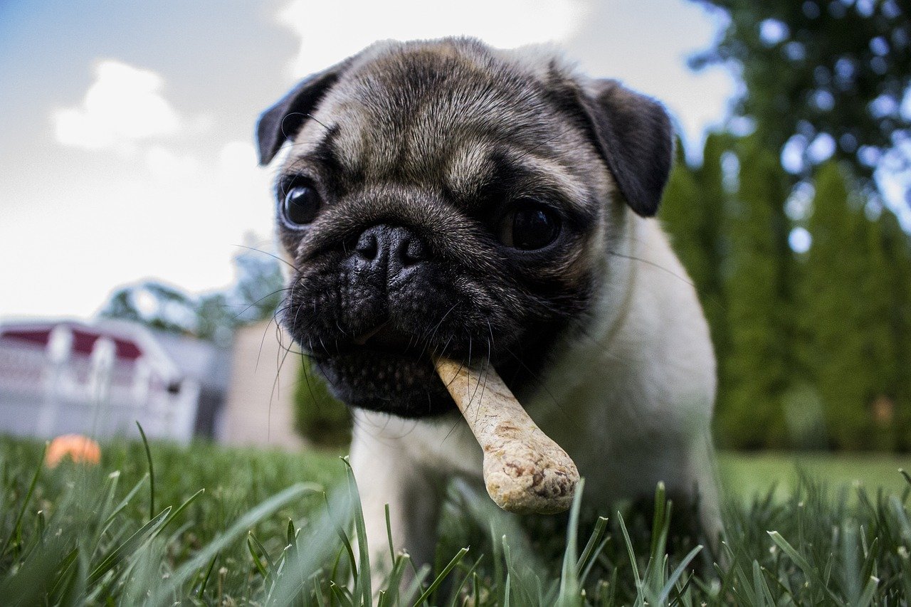 Mascotas. Perro con snack. Cachorro. 