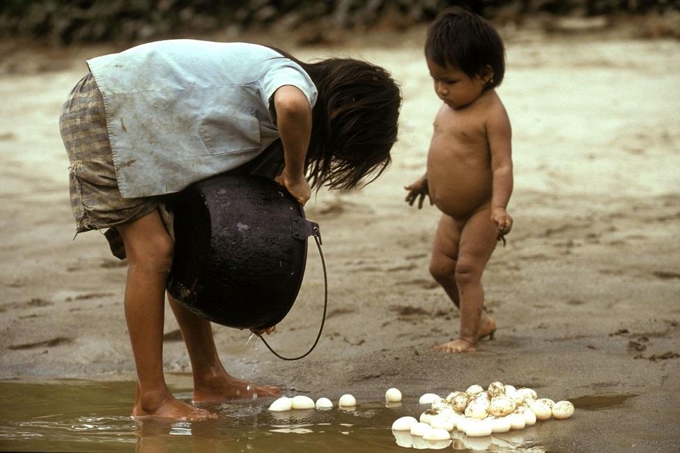 Una niña achuar recolecta huevos de tortuga