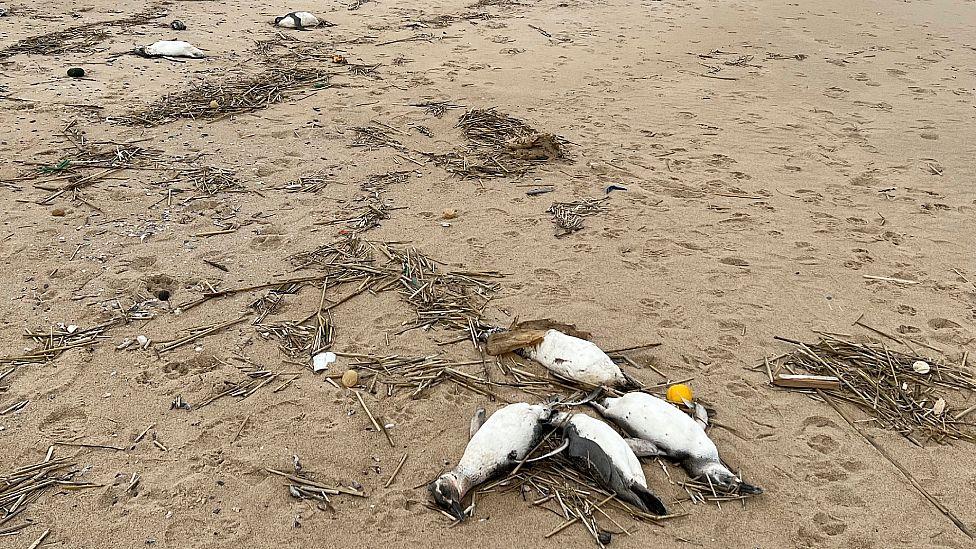 Pingüinos muertos en la costa de Uruguay