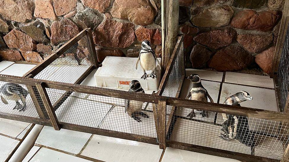 Pingüinos en un corral