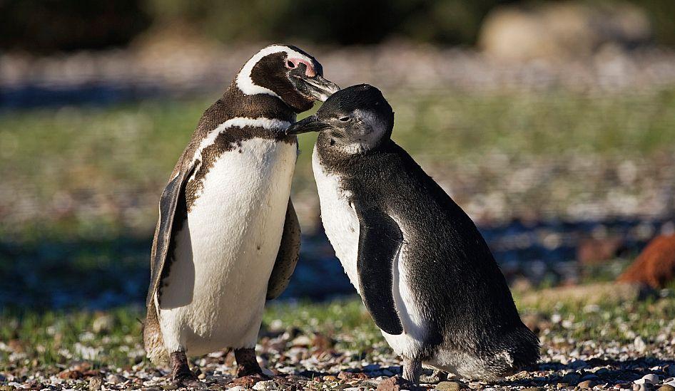 Un pingüino de Magallanes y su cría en Punta Tombo, en la Patagonia 
