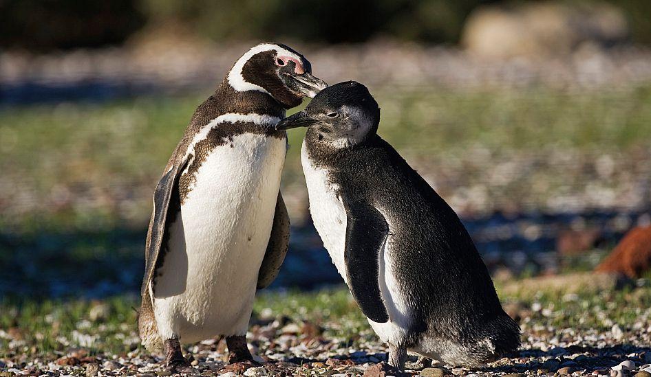 Un pingüino de Magallanes y su cría en Punta Tombo, en la Patagonia