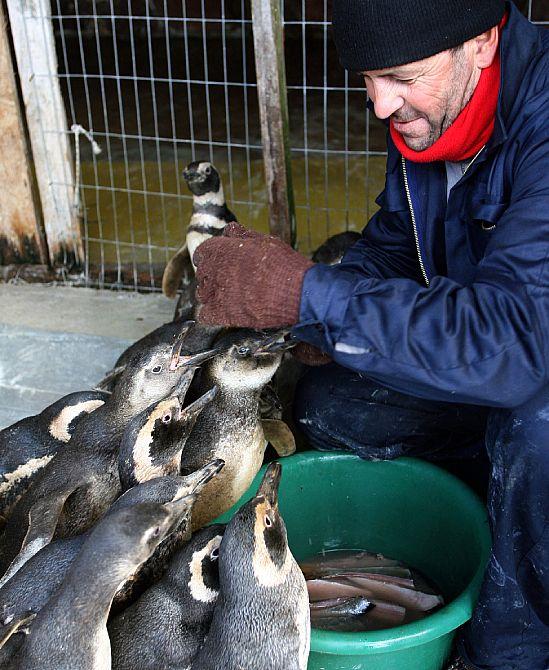 Tesore alimentando pingüinos