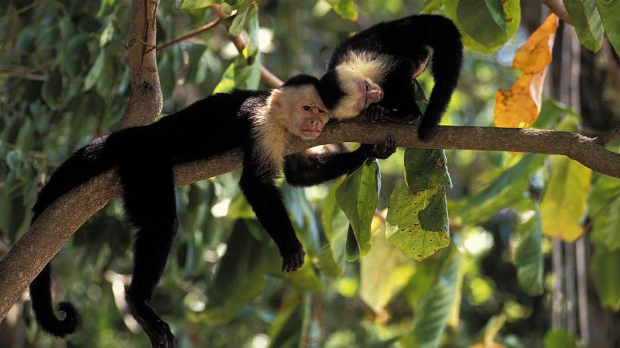 Dos monos capuchinos en un árbol 