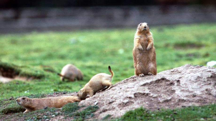grupo de marmotas