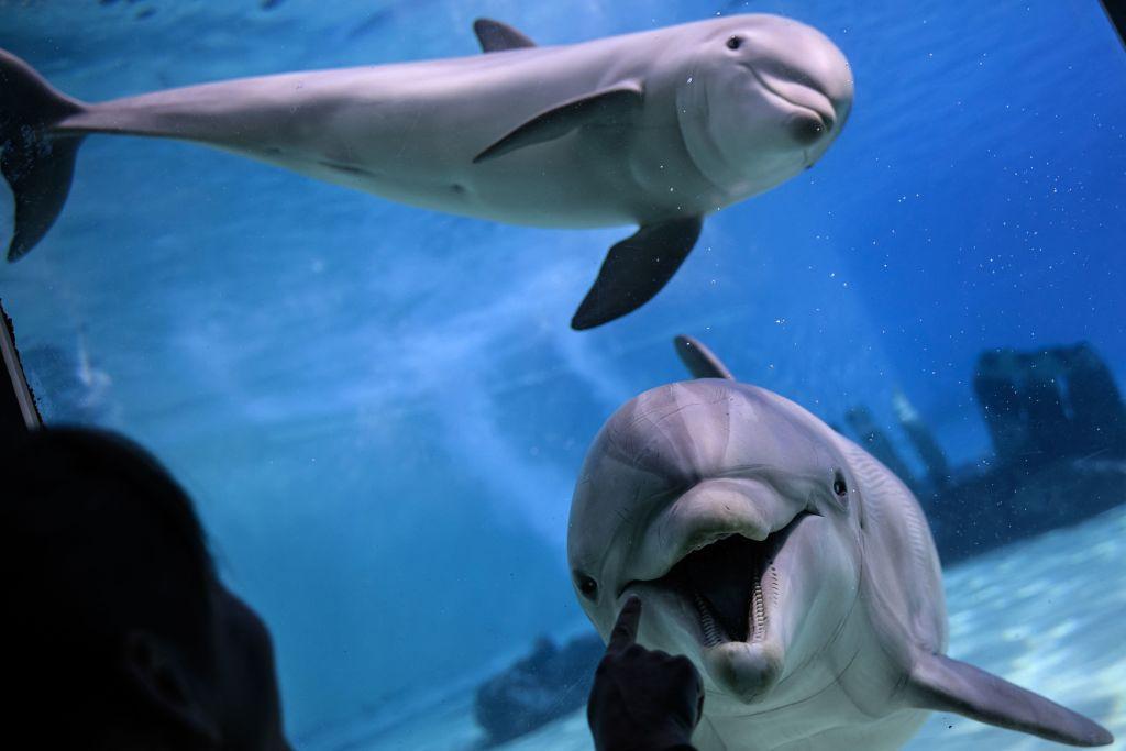 dos delfines en un acuario
