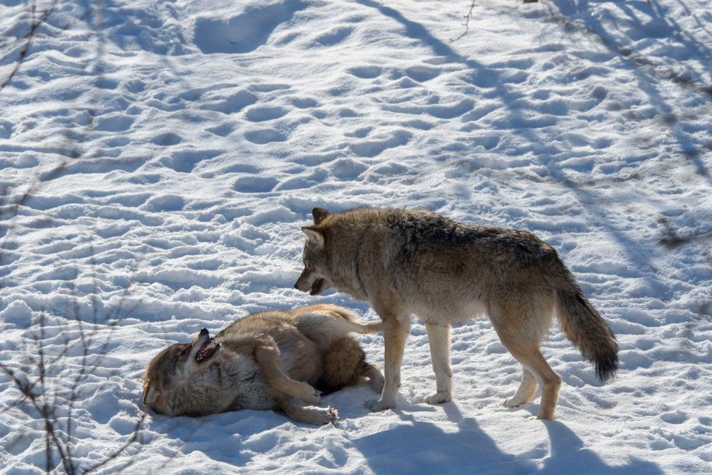 imagen de lobos grises jugando 