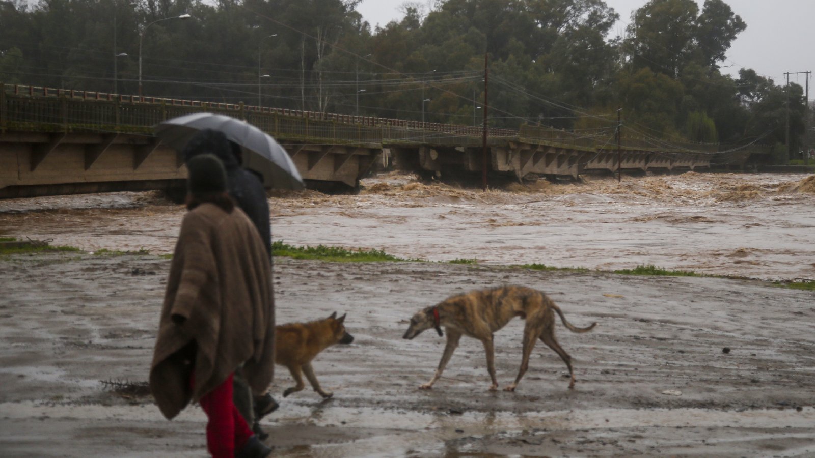 Dos perros en medio de las inundaciones de la zona central