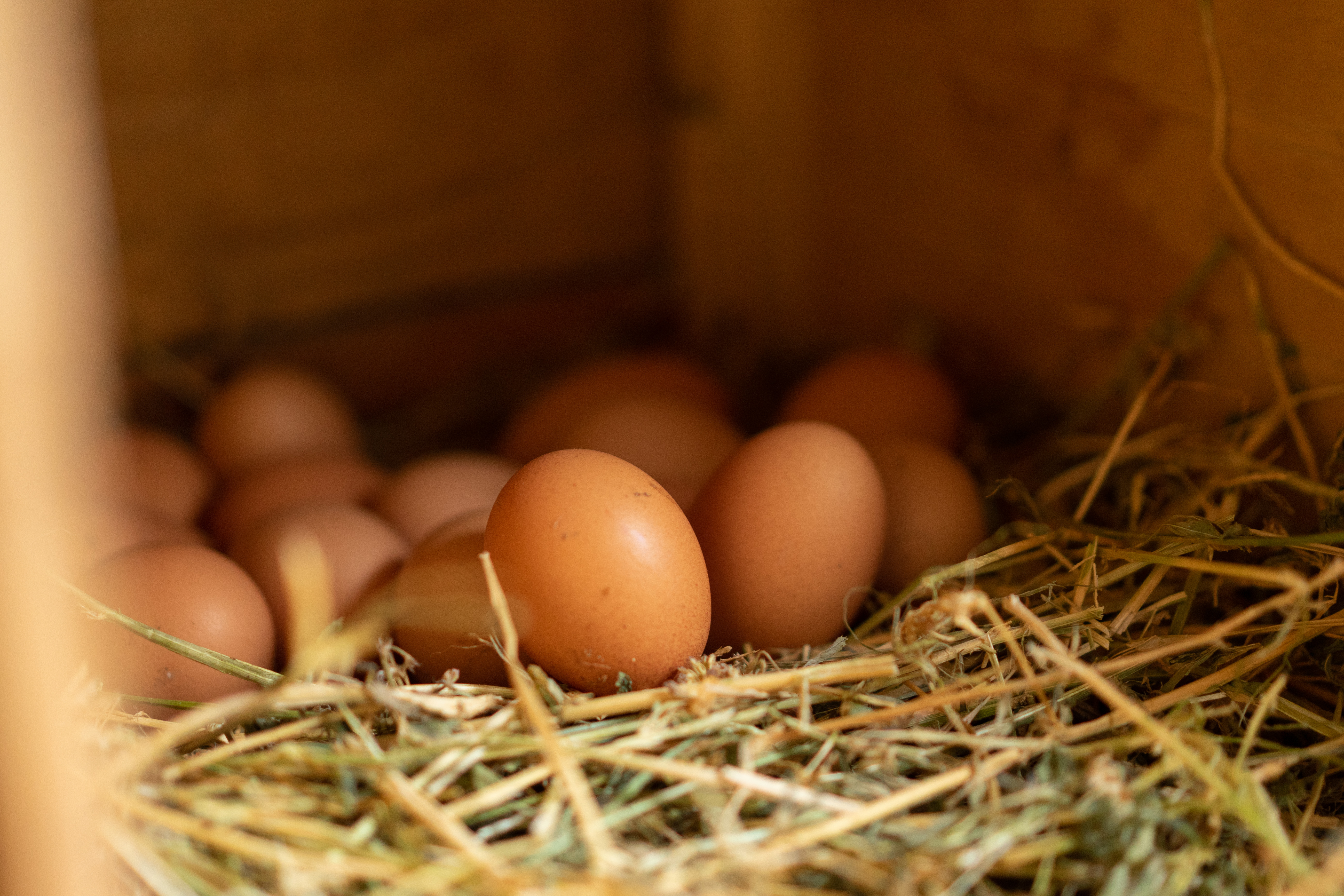 Huevos de gallinas felices