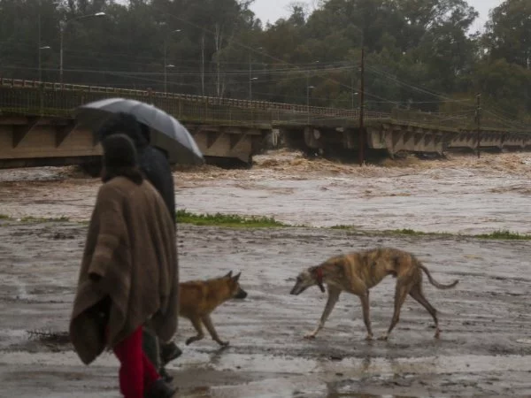 Dos perros en medio de las inundaciones de la zona central
