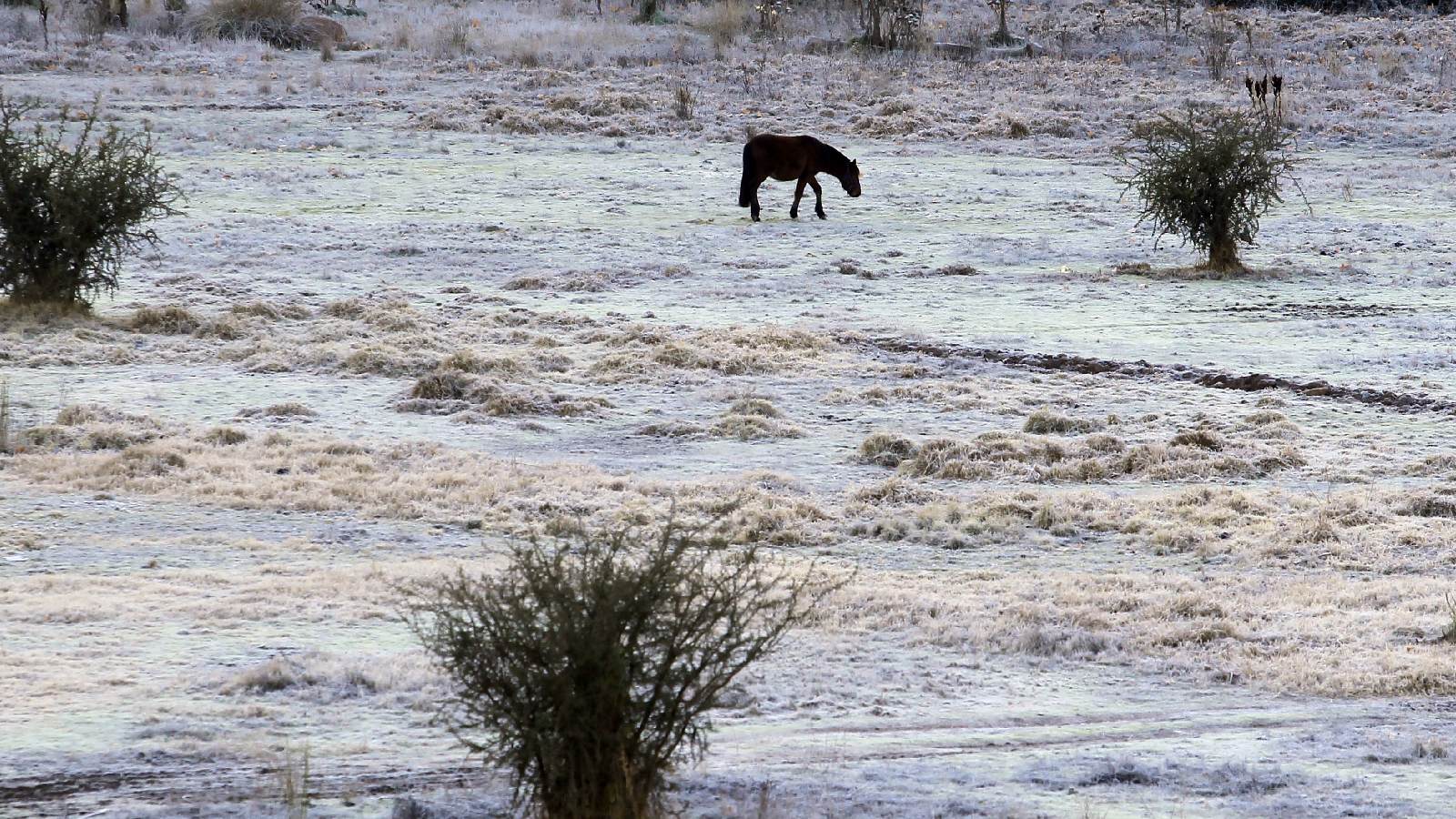 Un caballo pastando en medio de un potrero bajo heladas.