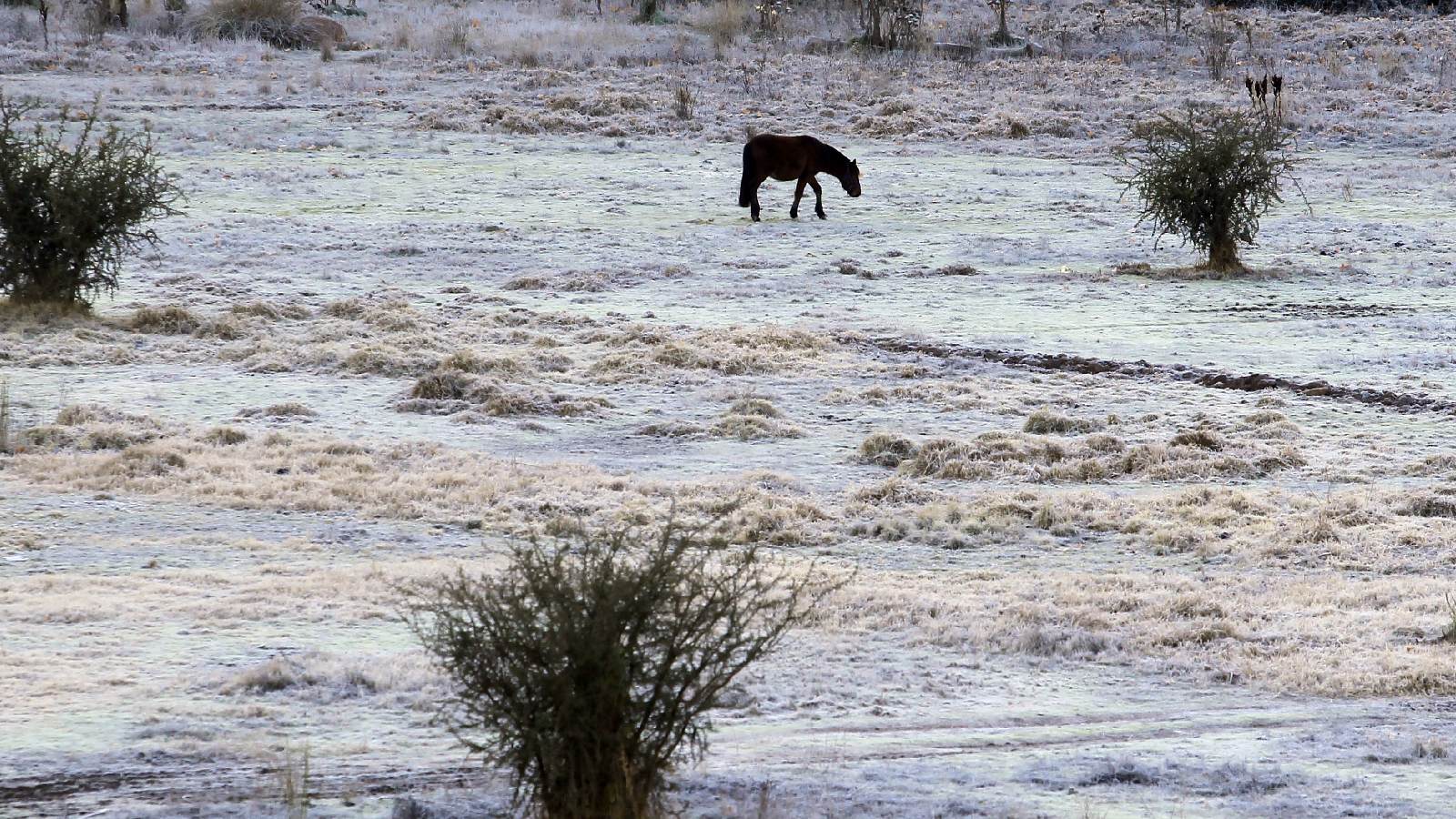 Un caballo pastando en medio de un potrero bajo heladas.