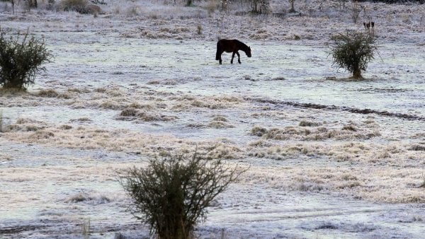 Un caballo pastando en medio de un potrero bajo heladas.