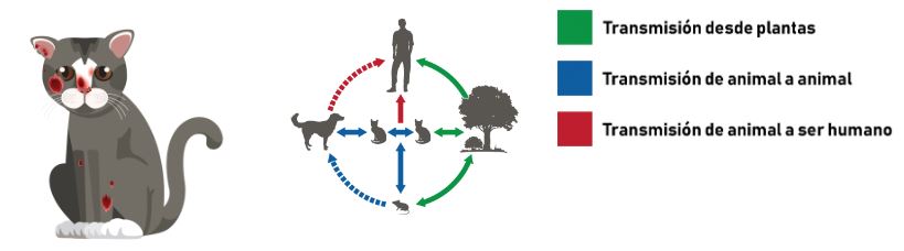 Forma en la que se transmite el o Sporothrix brasiliensis