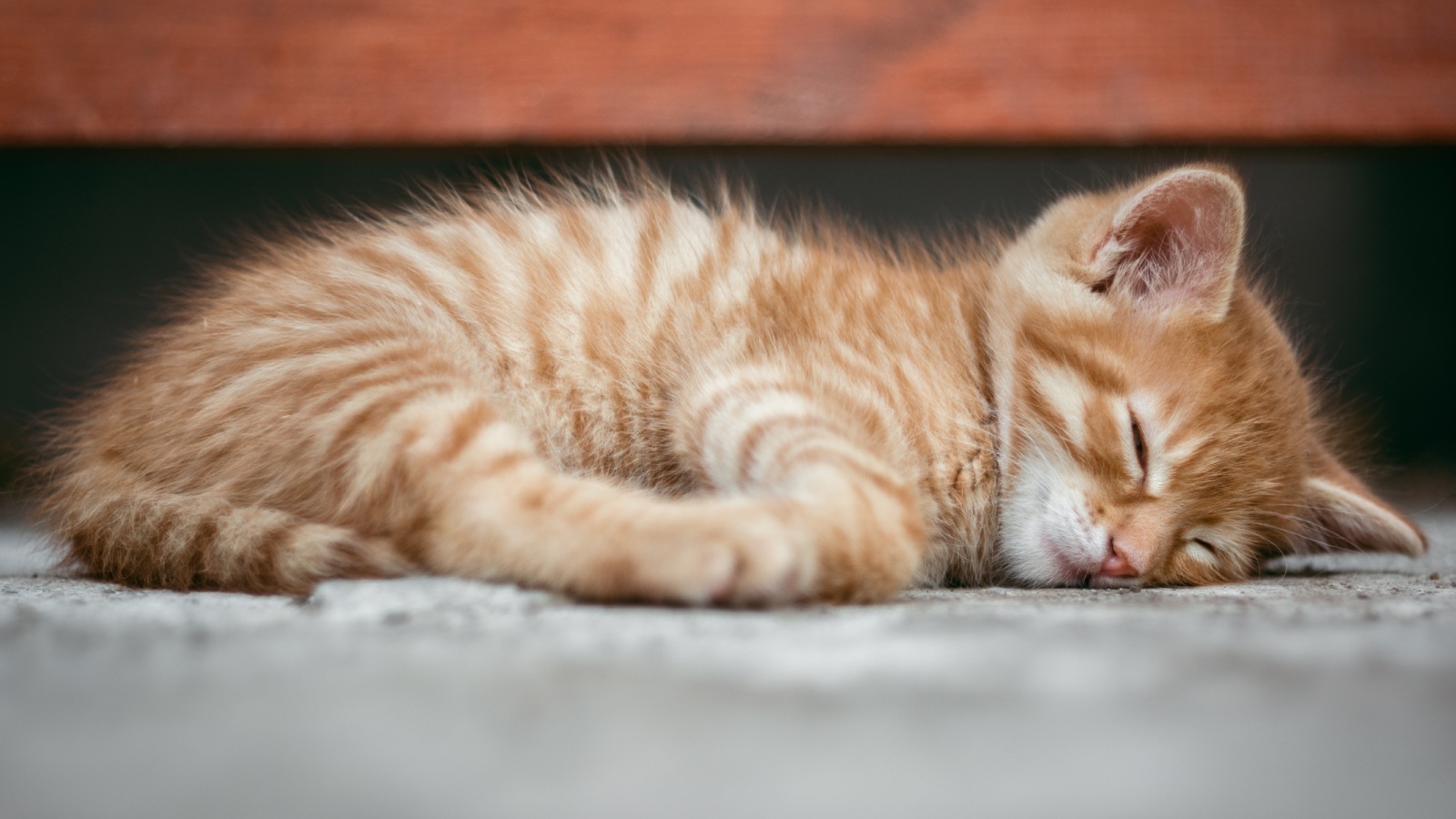 Gato enfermo