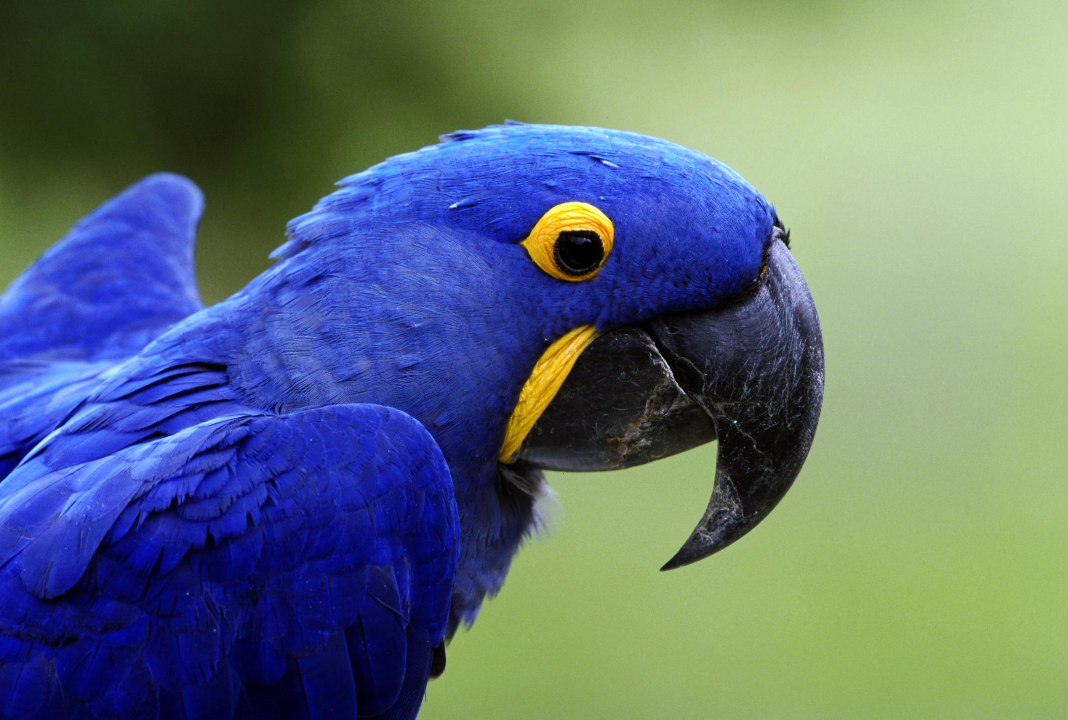 Guacamayo azul o jacinto