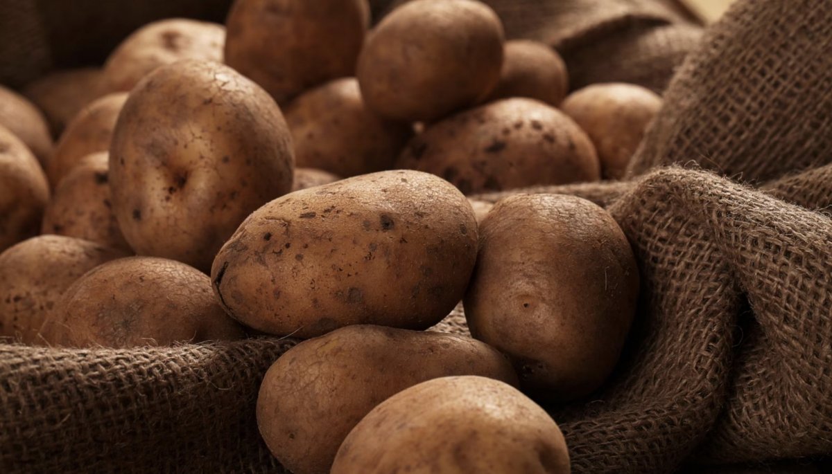 RUTABAGA * BULK 500 SEEDS * SOUPS * STEWS * POTATO SUBSTITUTE