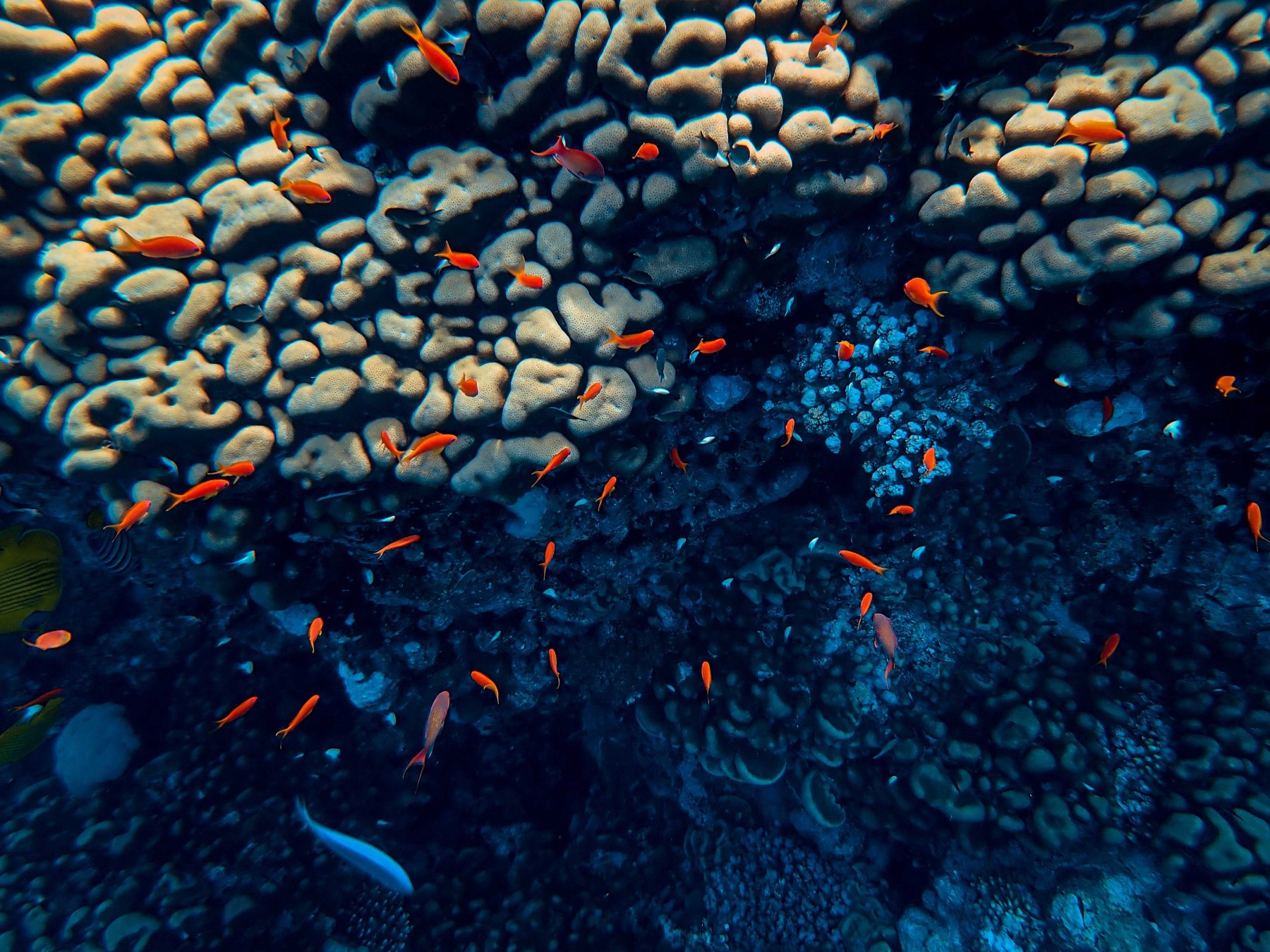 Arrecife de coral. Cambio climático. 