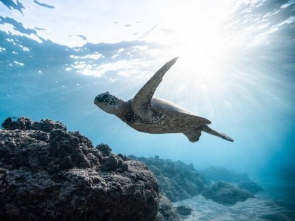 Cambio climático. Ecosistema marino.