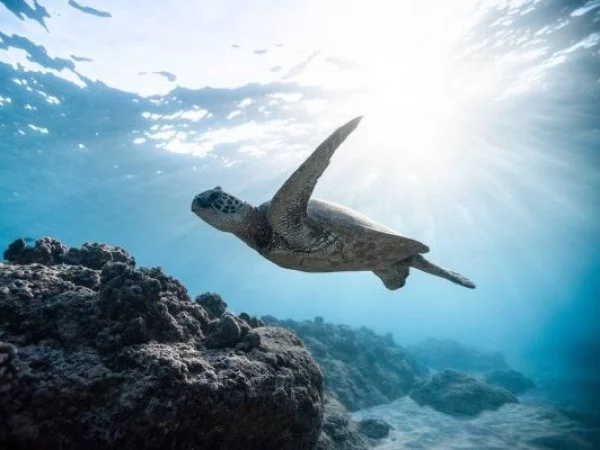 Cambio climático. Ecosistema marino.