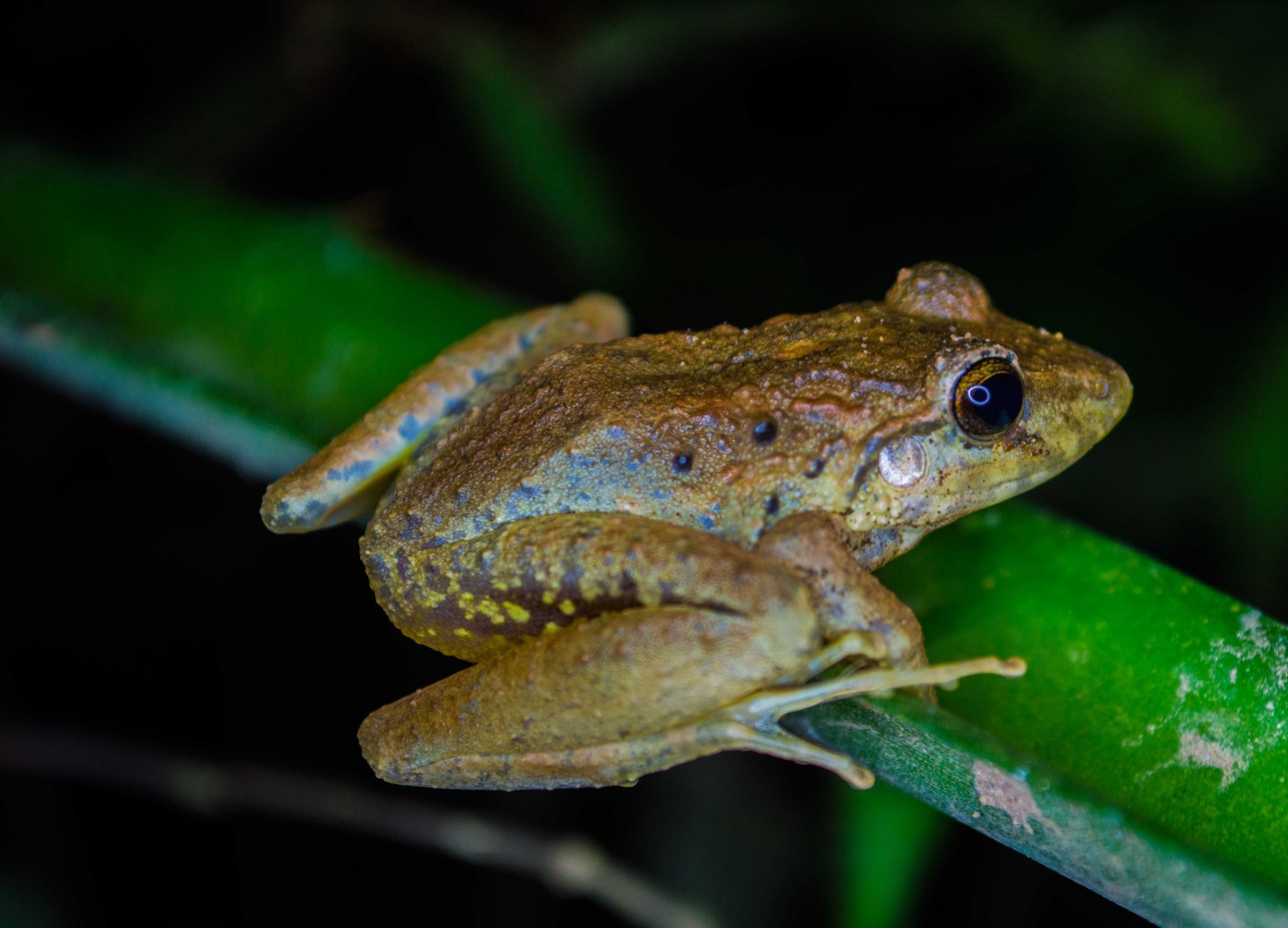 Rana en una planta. 