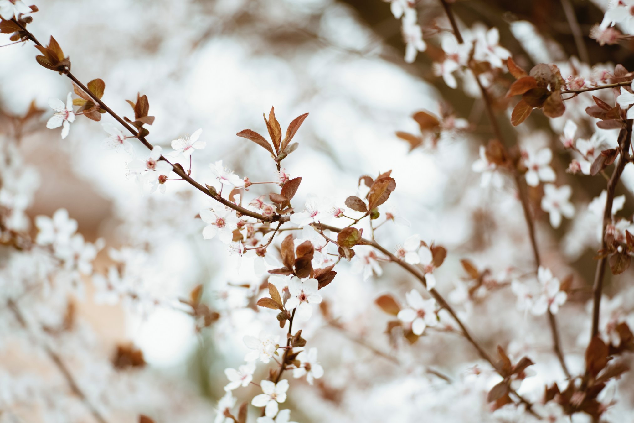 Equinoccio de primavera. Árbol de cerezo. 