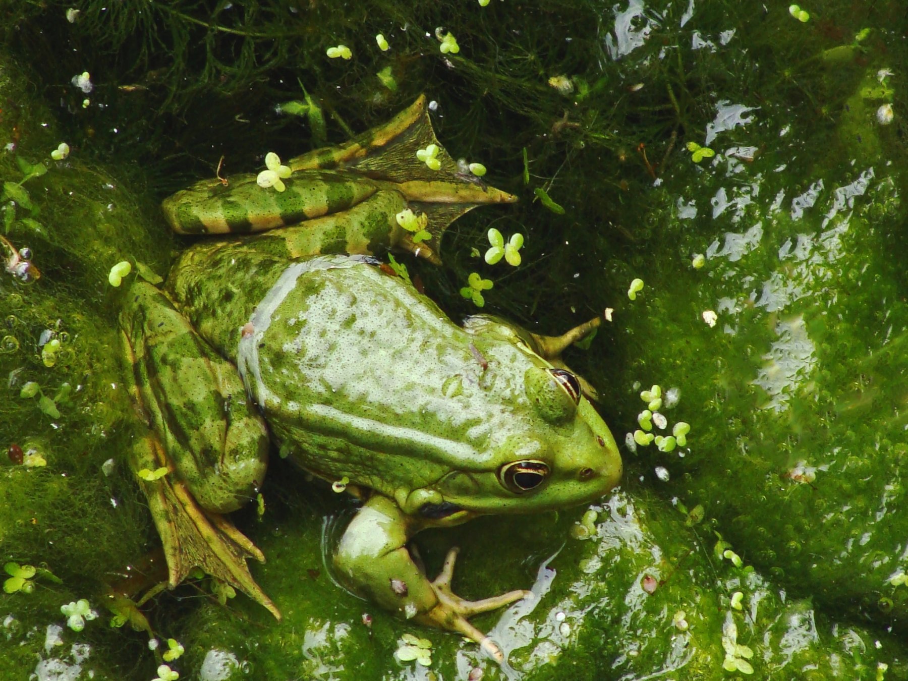 Rana en nenúfar. 