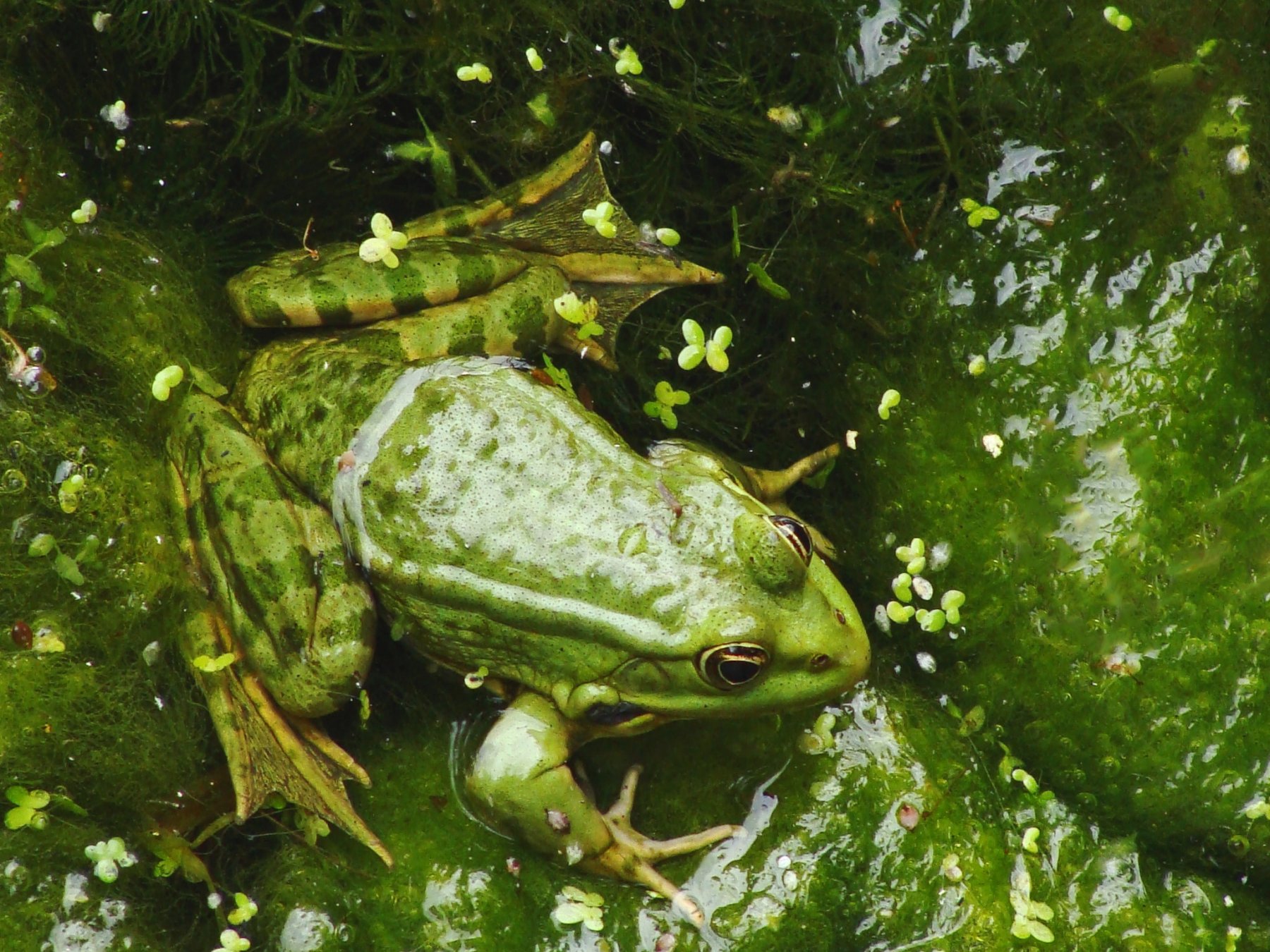 Rana en nenúfar. 