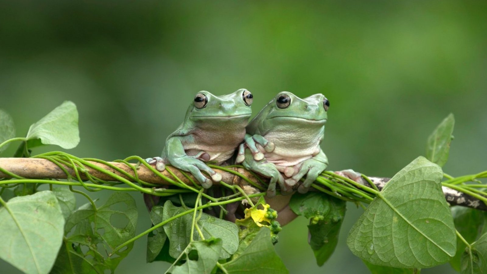 Animales. Dos ranas en una rama.