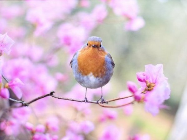 Equinoccio de primavera. Pájaro posado en un árbol de cerezo.