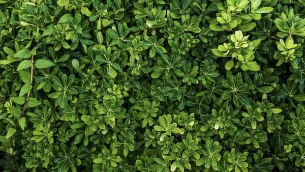 New plant species in southwest China. Oreocharis oriolus.